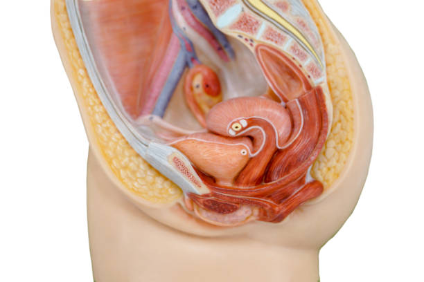 istock Vagina structure model for the education physiology. 918312378