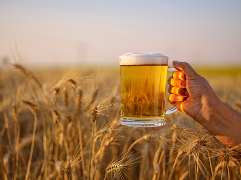 Holding  a glass of beer in wheat field