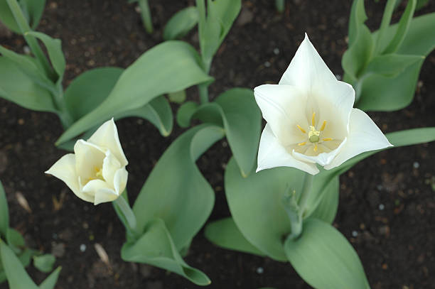 Two white tulips stock photo