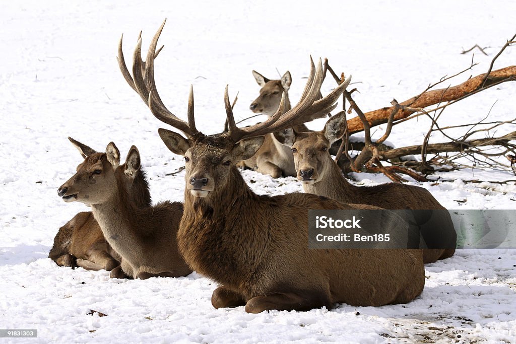 Red Deer família - Foto de stock de Animais Machos royalty-free