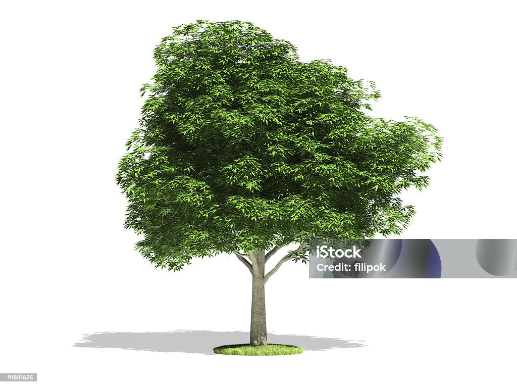 Castagna - Foto stock royalty-free di Albero