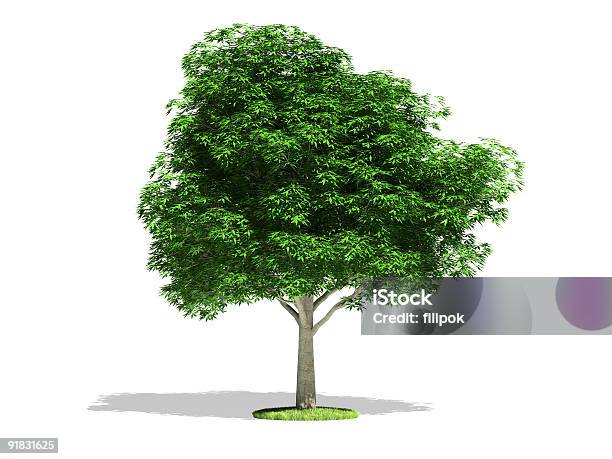 Castagna - Fotografie stock e altre immagini di Albero - Albero, Bellezza naturale, Bianco