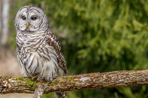 Barred owl on a woodland branch