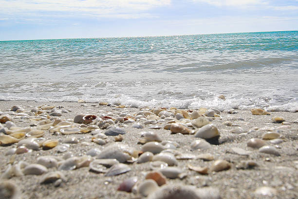 Beach Vacation Destination Sanibel Island beautiful bowmans beach with sea shells fort myers beach photos stock pictures, royalty-free photos & images