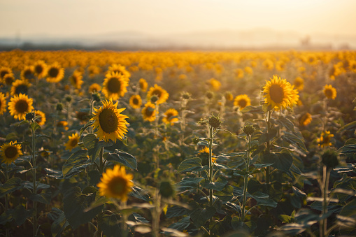 Beautiful sunflower field in the summer.