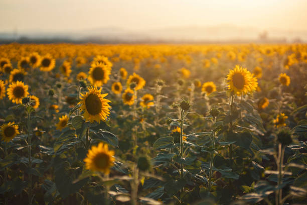 Sending - Off The Sun, Until The Morning Beautiful sunflower field in the summer. sunflower photos stock pictures, royalty-free photos & images