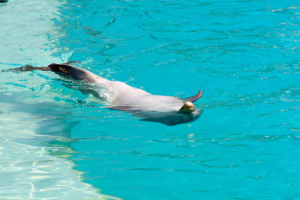 Dolphin  paradise island bahamas stock pictures, royalty-free photos & images