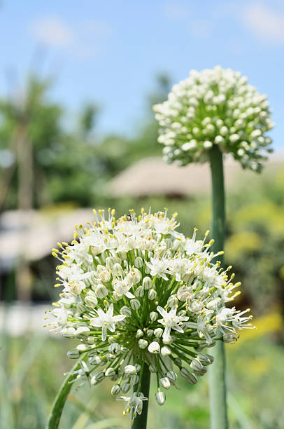 Onion flowers stock photo