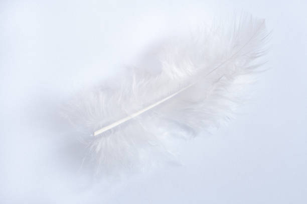 istock White gentle bird feather isolated on white background. Light key. 918326448