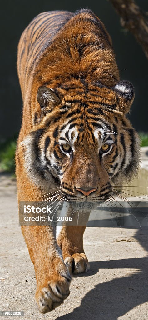 Tigre del Bengala - Foto stock royalty-free di Camminare