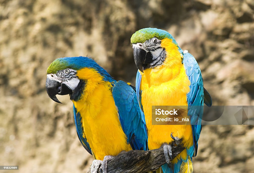 Due pappagalli - Foto stock royalty-free di Praga