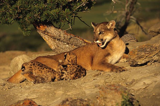 Portrait baby cougar, mountain lion or puma