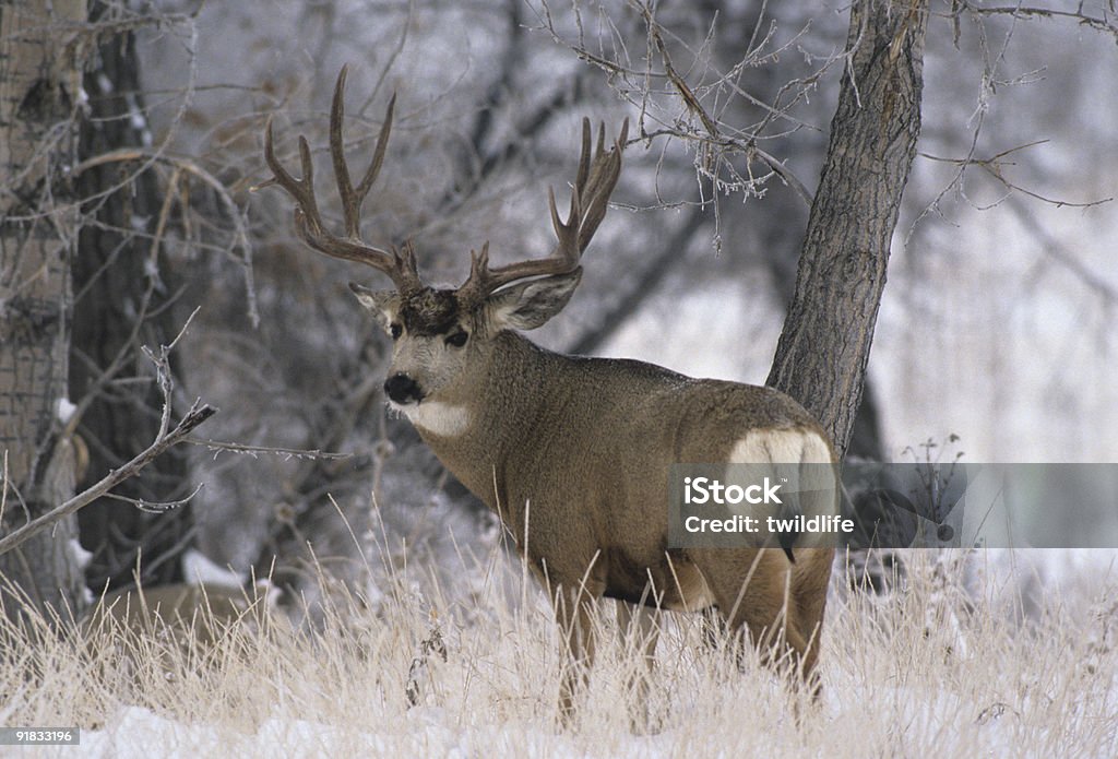 Mule Deer Buck in dicken Frost - Lizenzfrei Bock - Männliches Tier Stock-Foto