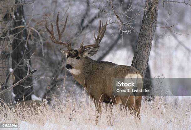 Mule Deer Buck In Dicken Frost Stockfoto und mehr Bilder von Bock - Männliches Tier - Bock - Männliches Tier, Eis, Farbbild