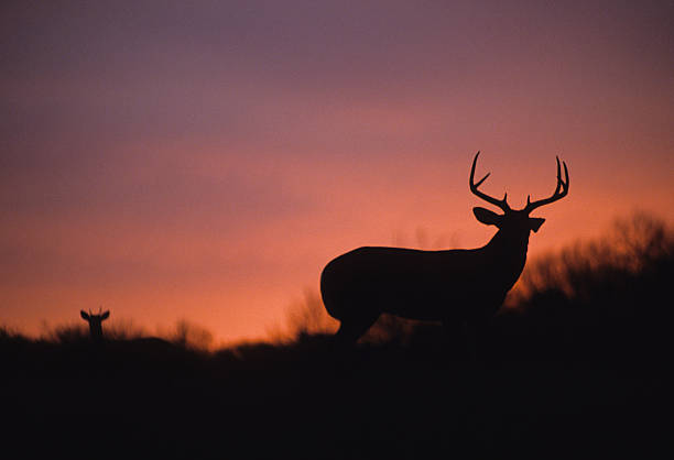 Whitetail Buck Silhouetted In Sunset Stock Photo - Download Image Now -  White-Tailed Deer, In Silhouette, Sunset - iStock