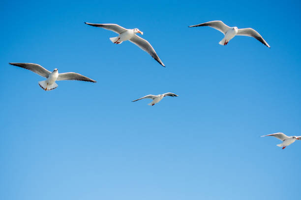 istock Seagulls flying in the sky 918335682