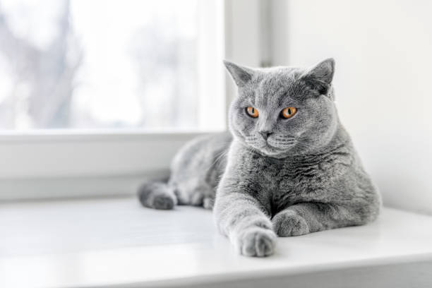 noble fier chat couché sur le rebord de la fenêtre. le british shorthair - british longhair photos et images de collection