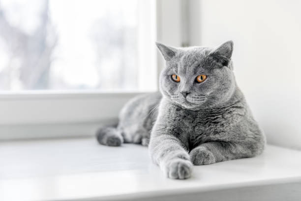 Noble proud cat lying on window sill. The British Shorthair Noble proud cat lying on window sill. The British Shorthair with blue gray fur british longhair stock pictures, royalty-free photos & images