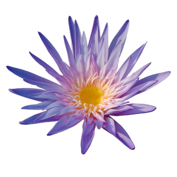 istock Purple lotus flower in pool 918341456
