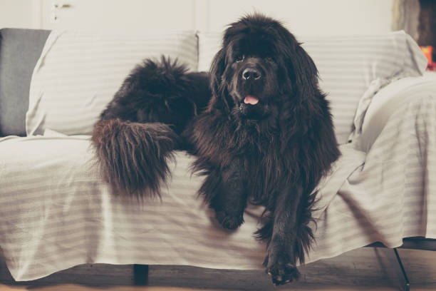 自宅でニューファンドランド犬はソファーにレイアウトされています。 - large mammal ストックフォトと画像
