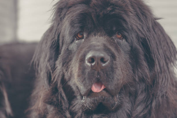 istock Newfoundland dog at home is laid out on the sofa. 918342028