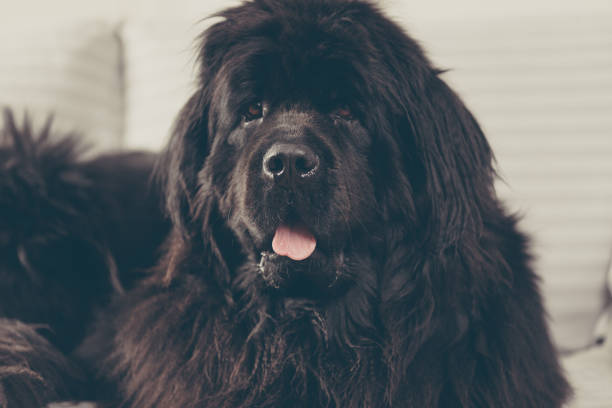 Newfoundland dog swimming in calm water closeup
