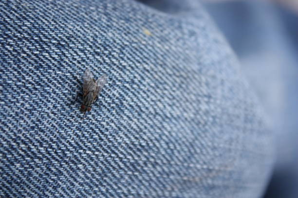 Macro Image of a black housefly resting on the threads of a pair of denim blue jeans.