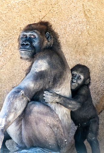 A female silverback gorilla with her young offspring shows the bond between mother and infant.