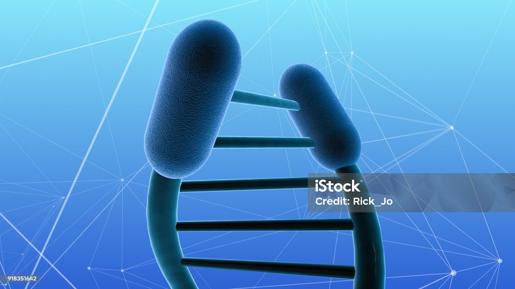 Telomere Shortening Aging And Age Related Break Down Of Our Cells Stock Biology Diagrams