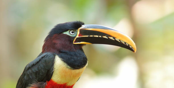 istock Toucan seen in profile in Ecuadorian amazon. Common names: Pichilingo. Scientific name: Pteroglossus castanotis 918361602