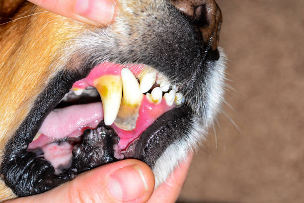 istock stone plaque on the teeth of a dog 918364112
