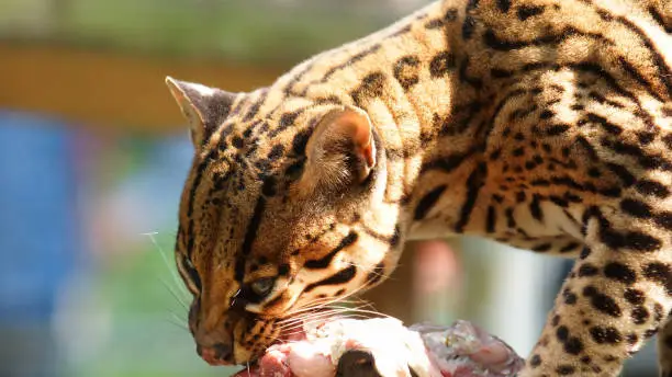 Photo of Tigrillo eating a piece of raw meat in Ecuadorian amazon. Common names: Ocelote, Tigrillo. Scientific name: Leopardus pardalis