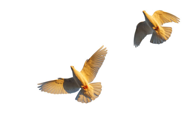 istock pair of white doves view from below on a white background 918364968