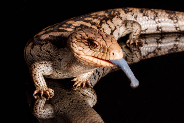 istock Blotched blue-tongued lizard 918365386