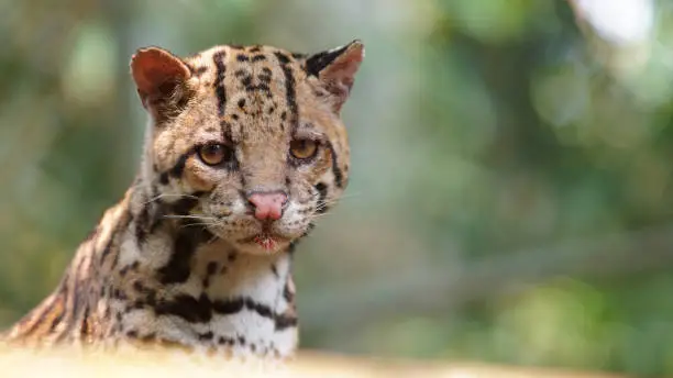 Photo of Tigrillo looking at camera on green background. Common names: Ocelote, Tigrillo. Scientific name: Leopardus pardalis