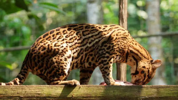 Photo of Tigrillo eating a piece of raw meat in Ecuadorian amazon. Common names: Ocelote, Tigrillo. Scientific name: Leopardus pardalis