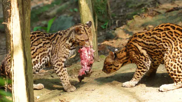 Photo of Couple of tigrillos playing with a piece of raw meat in Ecuadorian amazon. Common names: Ocelote, Tigrillo. Scientific name: Leopardus pardalis