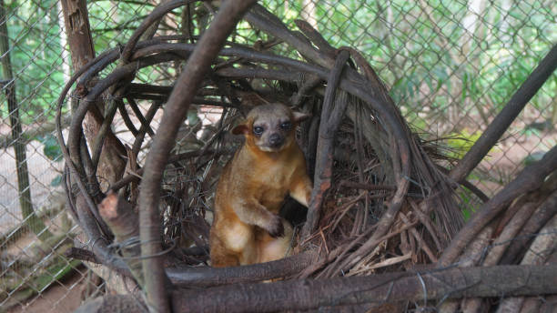 istock Kinkajou in its nest inside a cage in Ecuadorian amazon. Common names: Cusumbo, Tuta kushillu. Scientific name: Potos flavus 918367720