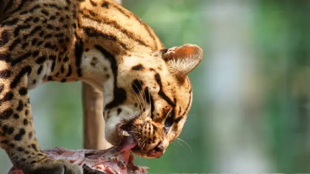 Photo of Tigrillo eating a piece of raw meat on green background. Common names: Ocelote, Tigrillo. Scientific name: Leopardus pardalis