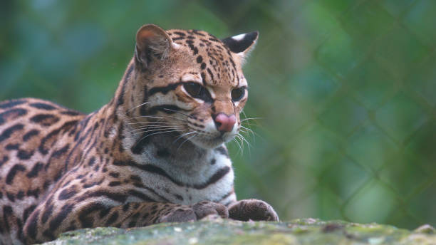 istock Tigrillo resting on a rock with green background. Common names: Ocelote, Tigrillo. Scientific name: Leopardus pardalis 918368784
