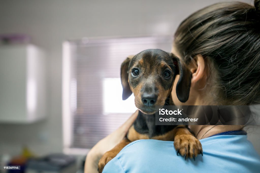 Porträt eines niedlichen kleinen Dackels durchgeführt von einer unkenntlich Frau an den Tierarzt - Lizenzfrei Tierarzt Stock-Foto