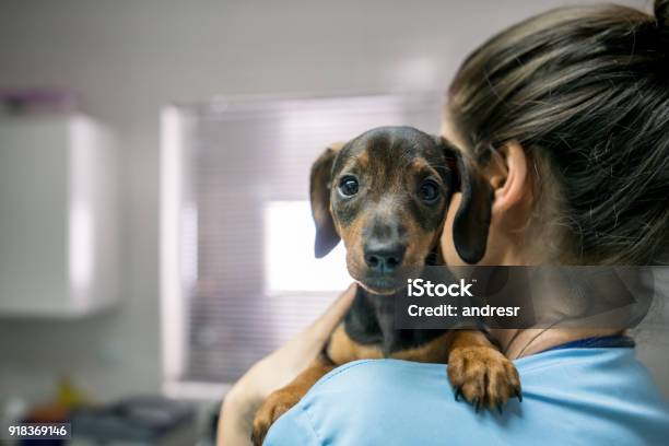 Porträt Eines Niedlichen Kleinen Dackels Durchgeführt Von Einer Unkenntlich Frau An Den Tierarzt Stockfoto und mehr Bilder von Tierarzt