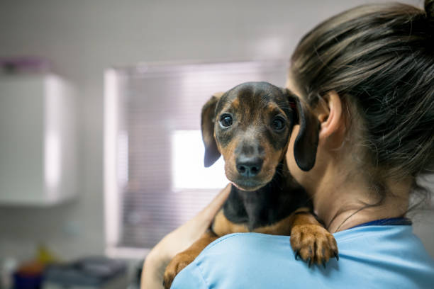 portret uroczego małego jamnika prowadzonego przez nierozpoznawalną kobietę u weterynarza - dachshund dog small canine zdjęcia i obrazy z banku zdjęć