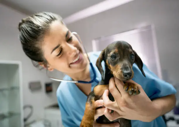Photo of Vet at her clinic checking a baby dachshund's heart with a stethoscope while she smiles very happy