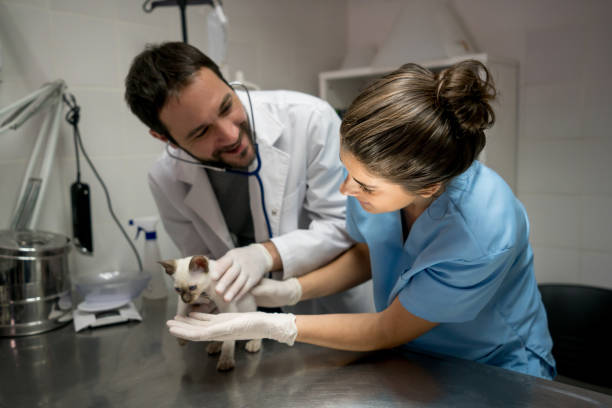 istock Veterinarians assistant helping the vet hold a cute kitten while he uses the stethoscope 918369194