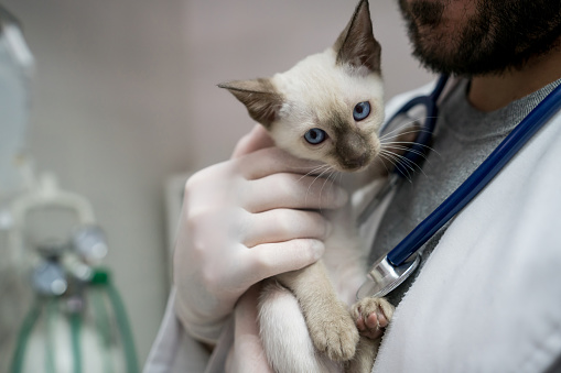 Unrecognizable male vet holding a cute kitten using gloves