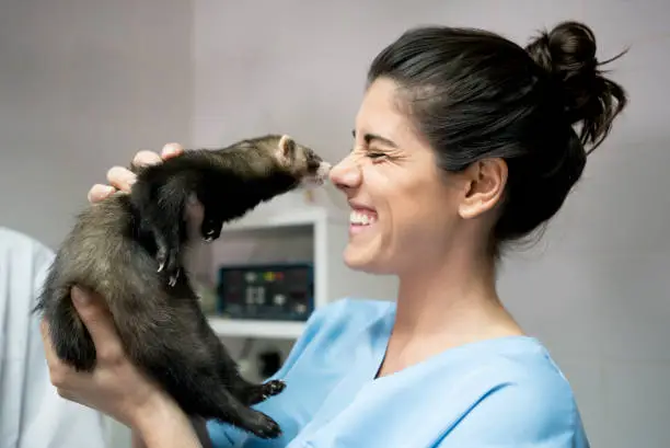 Female vet holding up close to her face a beautiful ferret while she smiles very happy at the clinic