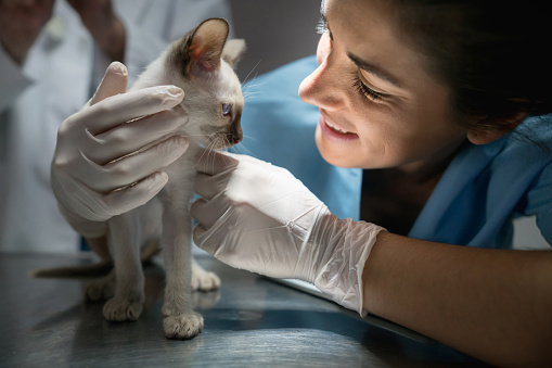 Close-up of vet examining domestic cat with stethoscope on table