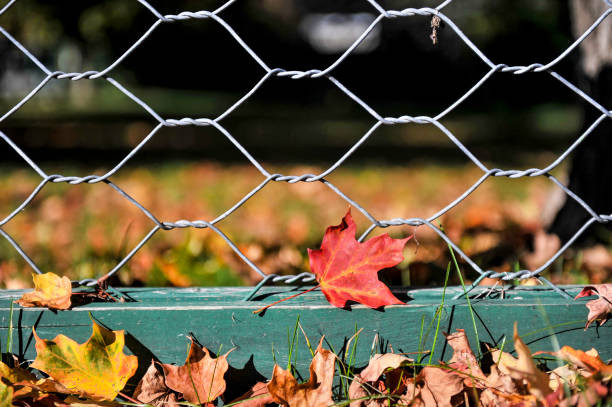 сушеный осенний лист, попав в цепное звено забора - chainlink fence fence leaf leaf vein стоковые фото и изображения