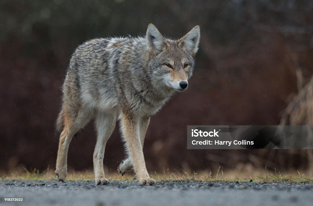 Coyote A coyote in British Columbia, Canada. Coyote Stock Photo